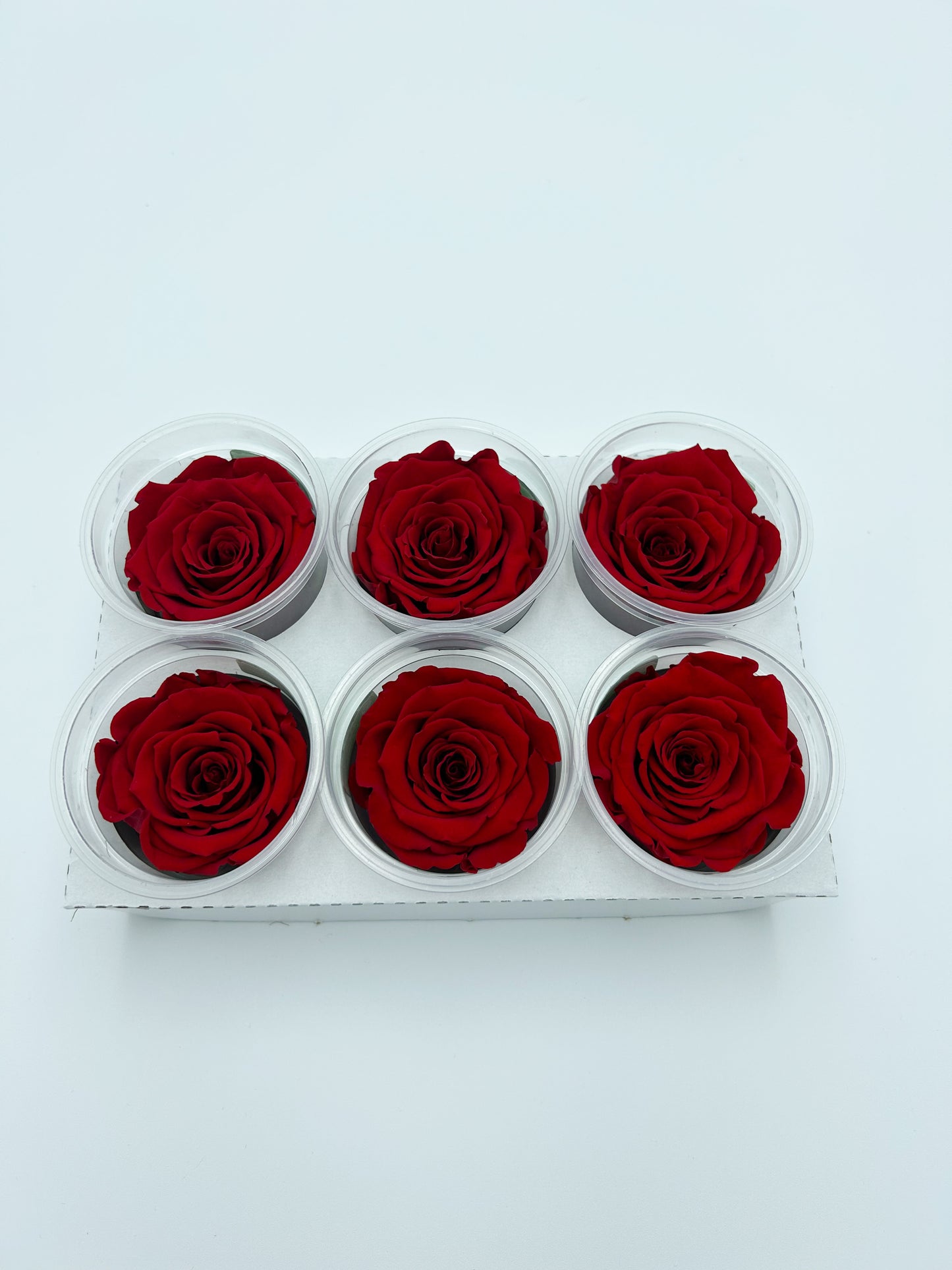 Rose éternel x2 qualité premium